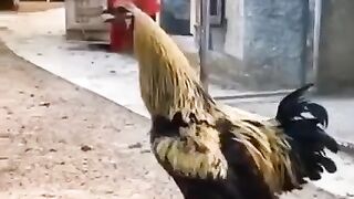 Funny video