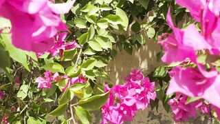 Very Beautiful Bougainvillea Flowers بوگین ویل