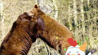 Brwon bear ????