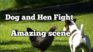 Dog Hen fight// Amazing fight between Dog and hen