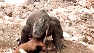 OMG..Amezing animals fight video