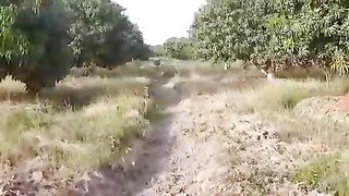 Pakistan Mango's Farming Part-2 #Mangos #Farming