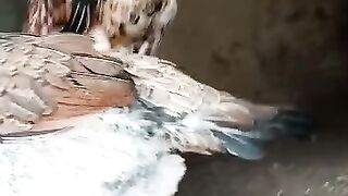 Aseel Breeding Process