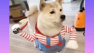 Funny & Cutest Dog Reaction.funny do not stop laugh challange.funny dog screaming .funy dog vedios.