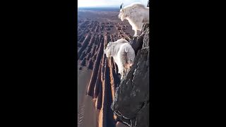 Mountain Goats - The Incredible Ibex Defies Gravity Despite Its Hooves