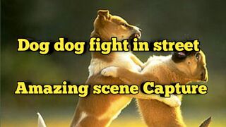 Dog fight in street// Dog dog fight/
