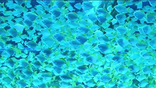 Sky blue fish In water