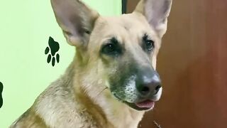 funny dogs