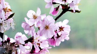 Flower Color Grading Editing
