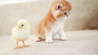 Baby Cats - Cute and Funny Cat Videos Compilation | Aww Animals