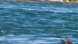 Eagel Caught a Fish in the water # Champion#  Amazing