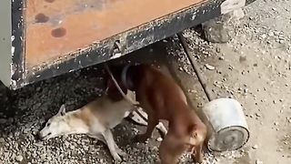 Emotional dog moments (watch until the end)