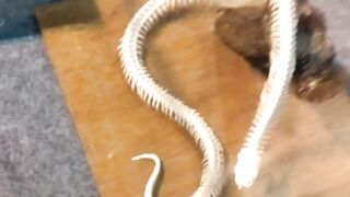 Snake structure