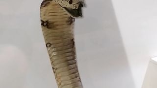 King Cobra