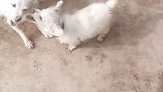 Dogs# Parent fight with her baby
