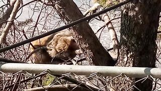 Monkey enjoying in sunshower