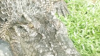 Big Crocodile