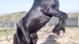 Beautiful Black Horse