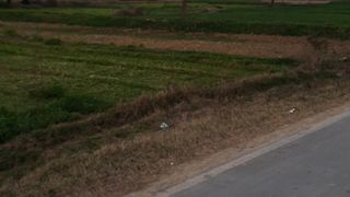 Village life,Village wiev, desi cow