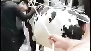 Angry Bull