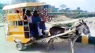 trending vedio pakistani funny vedio