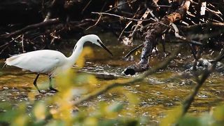 Eagle ? hunting of fish fish