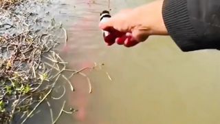 Hungry Fish