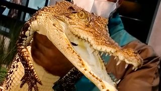 Catch Crocodile
