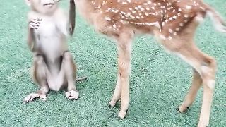 Monkey Makes Friends with Deer -Funny Video