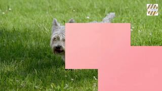 How dogs are special among animals.