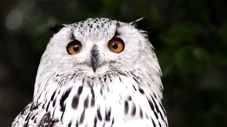 Owl Video