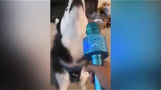 Best  Funny Videos Of Dogs And Cats Try Not To Laugh