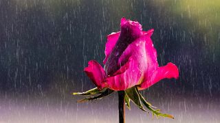 Rose In Rain