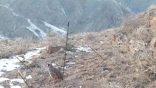 birds hunting