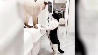 Funniest Videos 2022 ???? Funny Cats ???? and Dogs ????