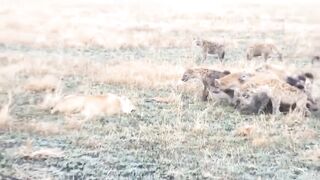Lion fight