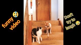 Cat funny videos compilation - cat vs dog funny video