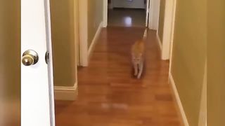 Funny animal video