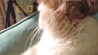 Bucket cat