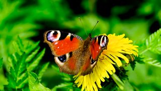 Beautiful Butterfly