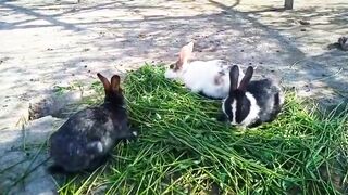 Rabbits ???? on the ground  | Cutesy Kinza