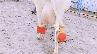 White Beauty | Most Beautiful Cow in the World
