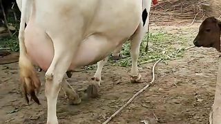 80 Litter Milking Cow  | Highest Milking Cow