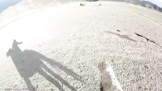 eagle hunting
