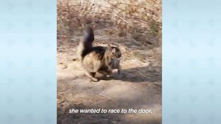 Fluffy Cat Runs As Fast As A Cheetah And Beats Her Dad In Every Race
