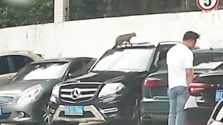 Best funny cat video