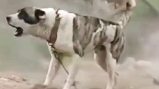 Aggressive Kangal Shepherd Dog