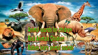 Animal sounds for youngsters Real Animals Children Babies analyze animal sounds