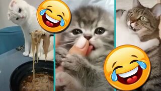 Funny Cats and Kittens Meowing compilation # 11||New
