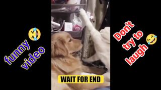 Dog vs cat funny video compilation - cute cat and dog
